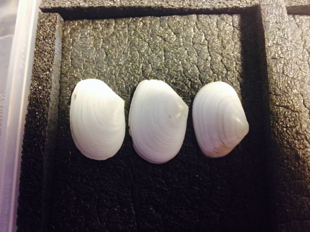 Bivalvi da determinare